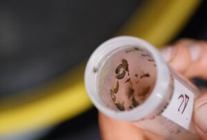 Des invertébrés sont visibles à l'intérieur d'un tube qui contient une solution alcoolisée pour les conserver.
