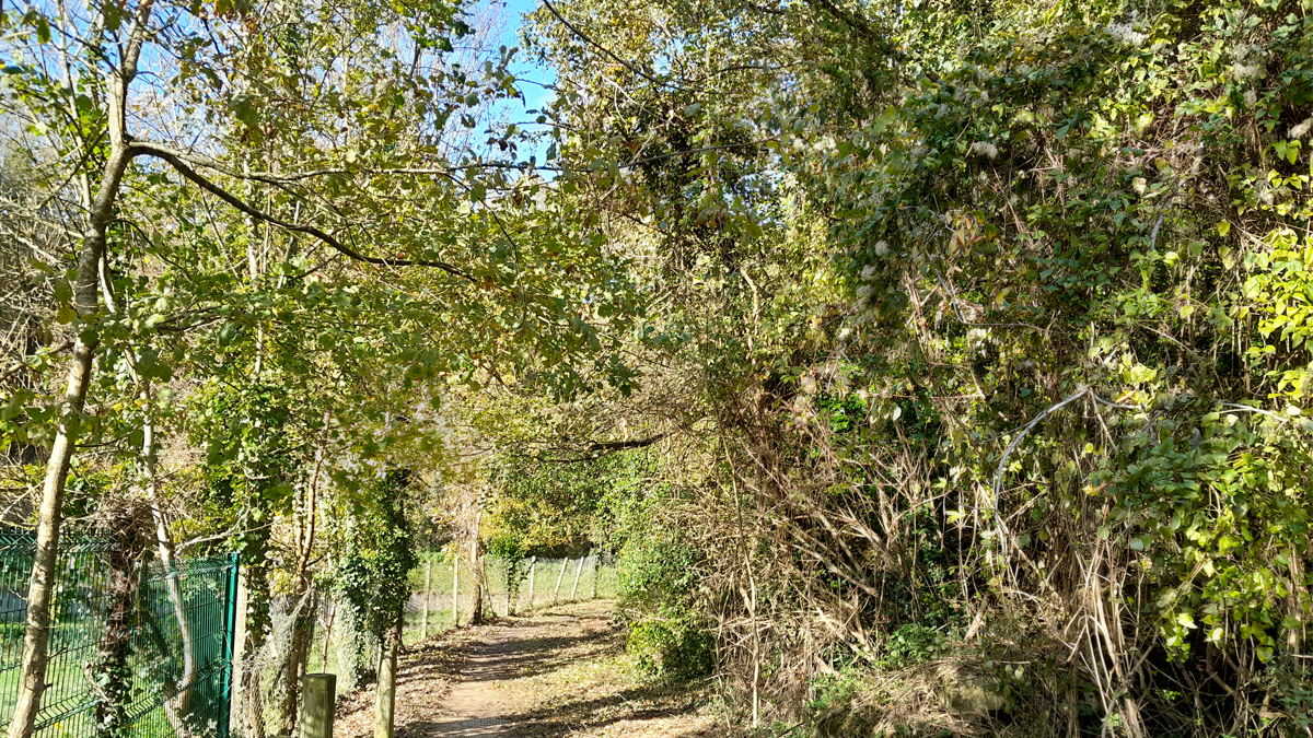 Chemin forestier en bordure de la ravine Saint-Antoine à Ennery